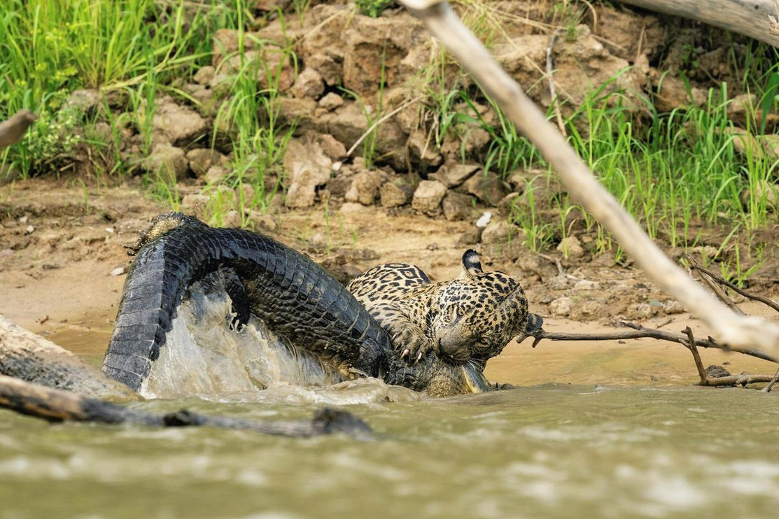 Jaguar and caiman